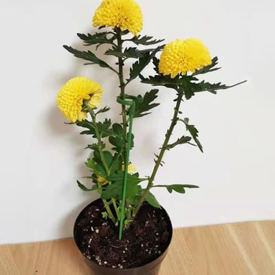 🔥HOT SALE - 49% OFF🔥Plant Support Stake